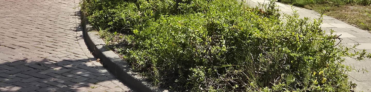 Plantvakken langs de weg