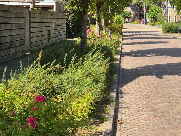 Plantvakken langs de weg